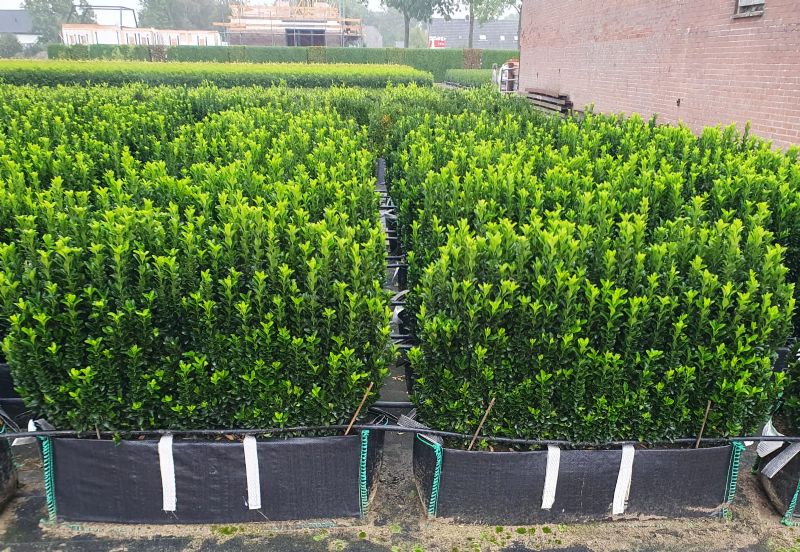 Euonymus Jean Hugues Instant Hedge in a Hedge Bag  100cm x  70 cm high x 35cm